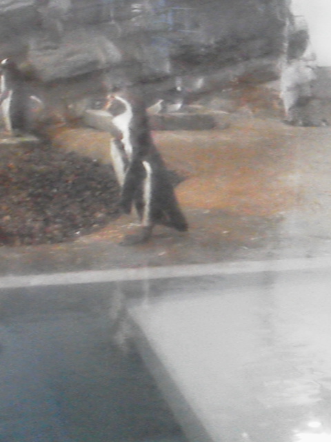 「10種目フンボルトペンギン」に載せた写真 1枚目