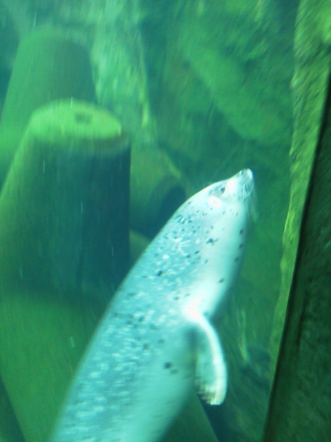 「13種目ゴマファザラシ」に載せた写真 1枚目