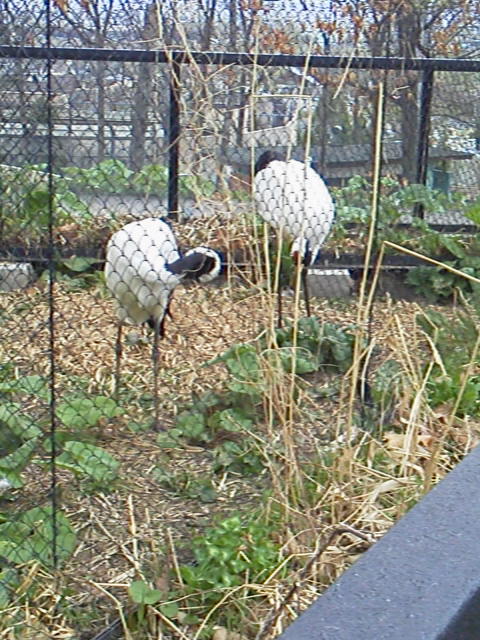 「30種目タンチョウ」に載せた写真 1枚目