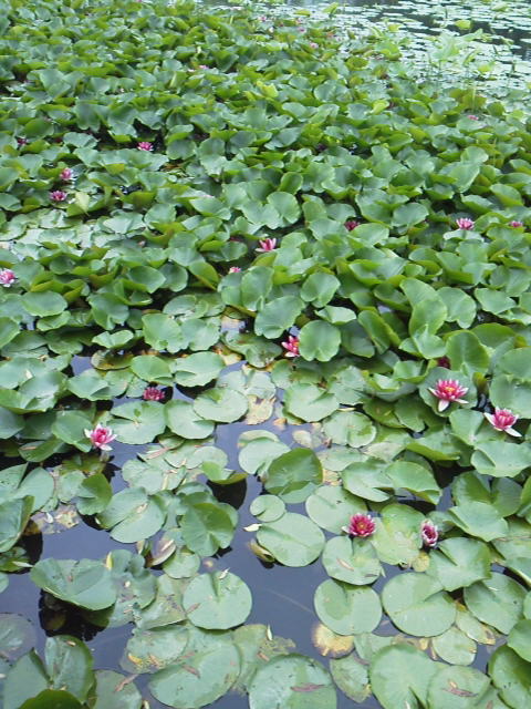 「水草と思いきや」に載せた写真 1枚目