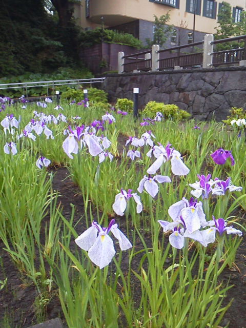 「花?」に載せた写真 1枚目