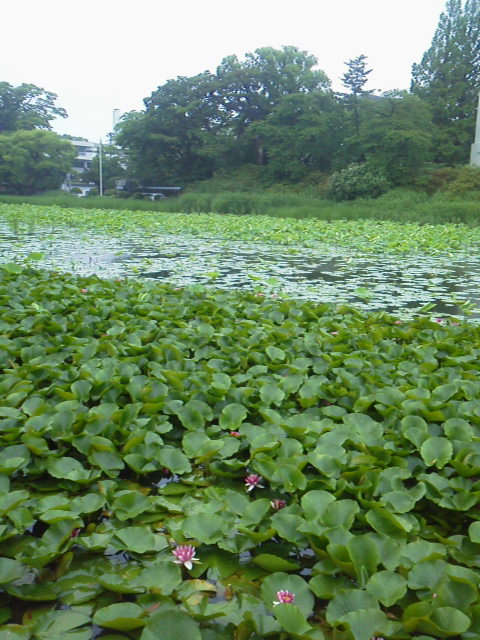 「水草」に載せた写真 1枚目