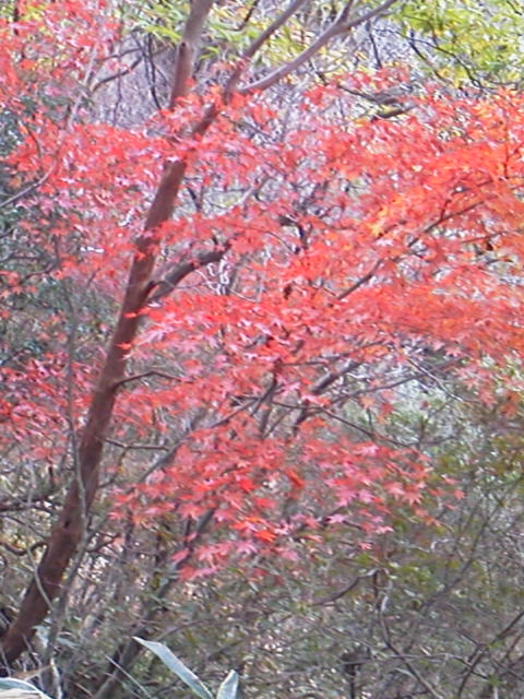 「紅葉」に載せた写真 1枚目