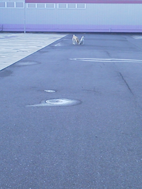 「野犬」に載せた写真 1枚目