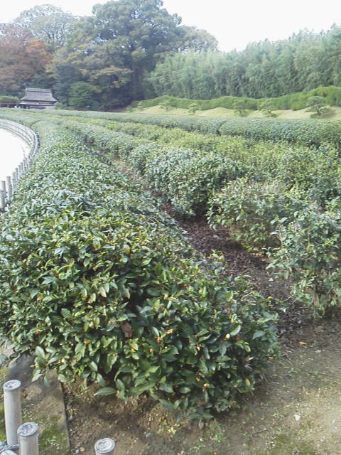 「静岡と言えば」に載せた写真 1枚目