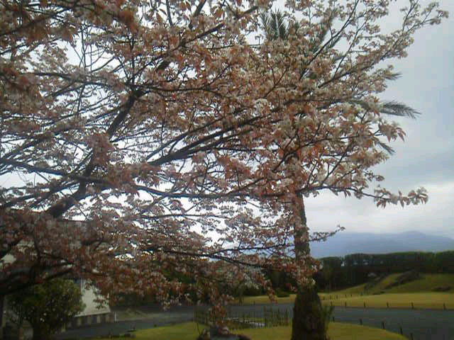 「桜越しの桜島」に載せた写真 1枚目