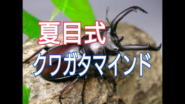 クワガタのアップ写真に「夏目式」「クワガタマインド」の文字(動画「クワガタマインドセット【ジャグラー】【スロプロ】」より)